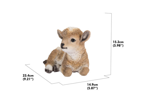 Baby Lamb Lying Down