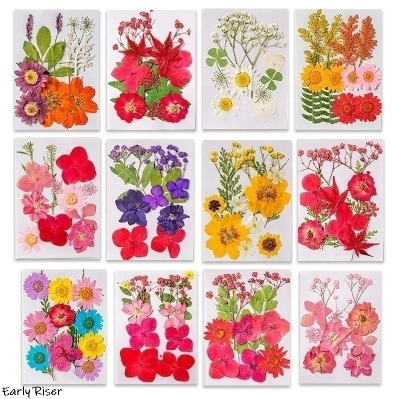 Early Riser Natural Dried Flowers Pressed Bookmarks Real Leaf Plant Specimens Resin Phone Case DIY Facial Decorations Quality