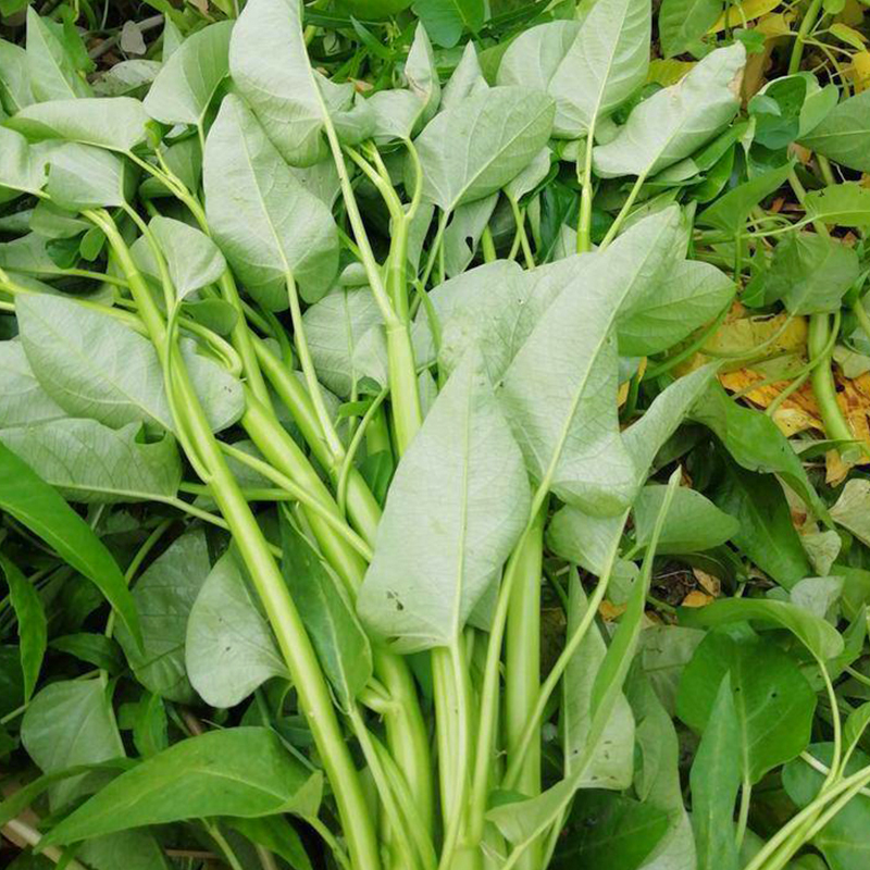 水空心菜- Top 100件水空心菜- 2024年2月更新- Taobao