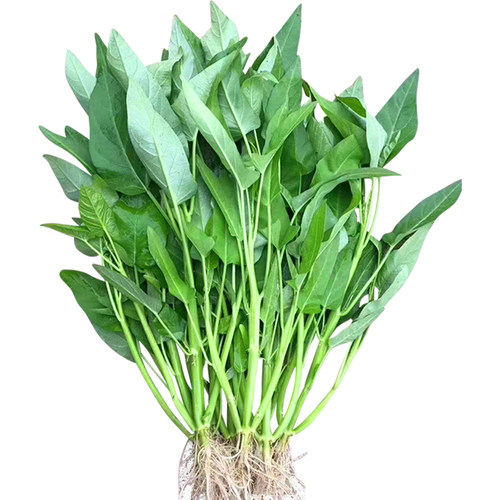 三叉菜空心菜种苗水子种籽孑种苗四季菜苗上蔬菜菜植籽菜种籽种种