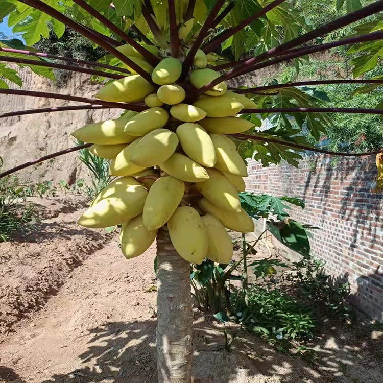泰国黄金奶油木瓜种子黄肉木瓜果长条行大田盆栽均可发芽率高-Taobao