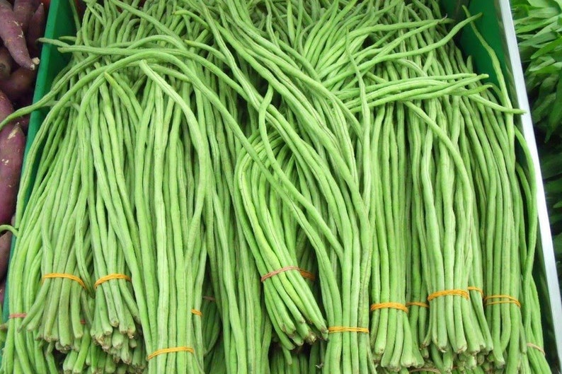 Thai Yard 长豆种子 高发芽率,非转基因 图片 1