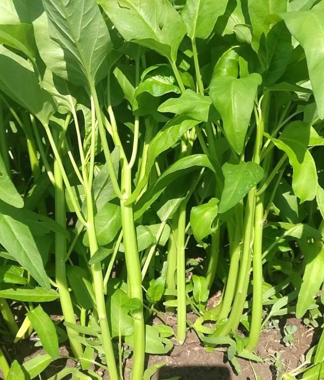 一个分枝，开三叉的空心菜品种，农户有种过吗？可高产了！_手机搜狐网