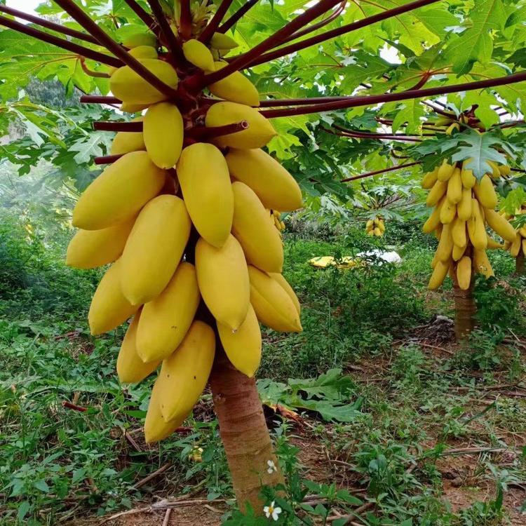 木瓜树苗批发]新品种泰国黄金牛奶木瓜苗矮化木瓜苗果树苗盆栽地栽当年结果价格8.00元/棵- 一亩田