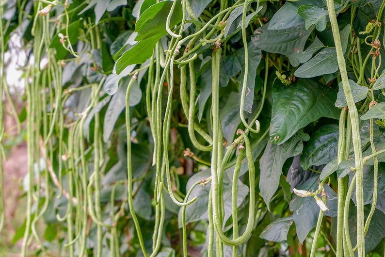 Thai Yard 长豆种子 高发芽率,非转基因 图片 2