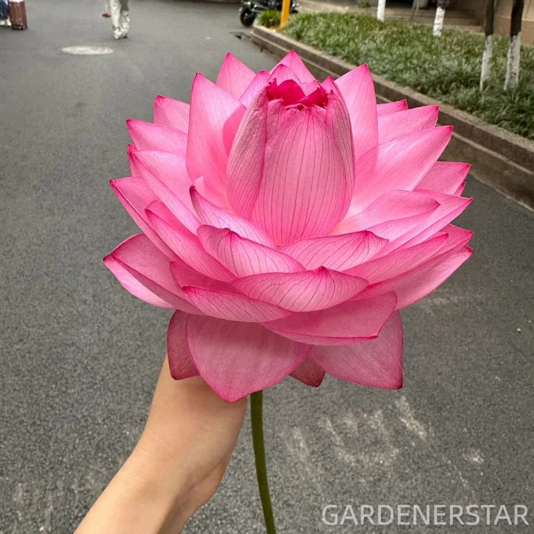 🪷Rare Thousand-petal Lotus