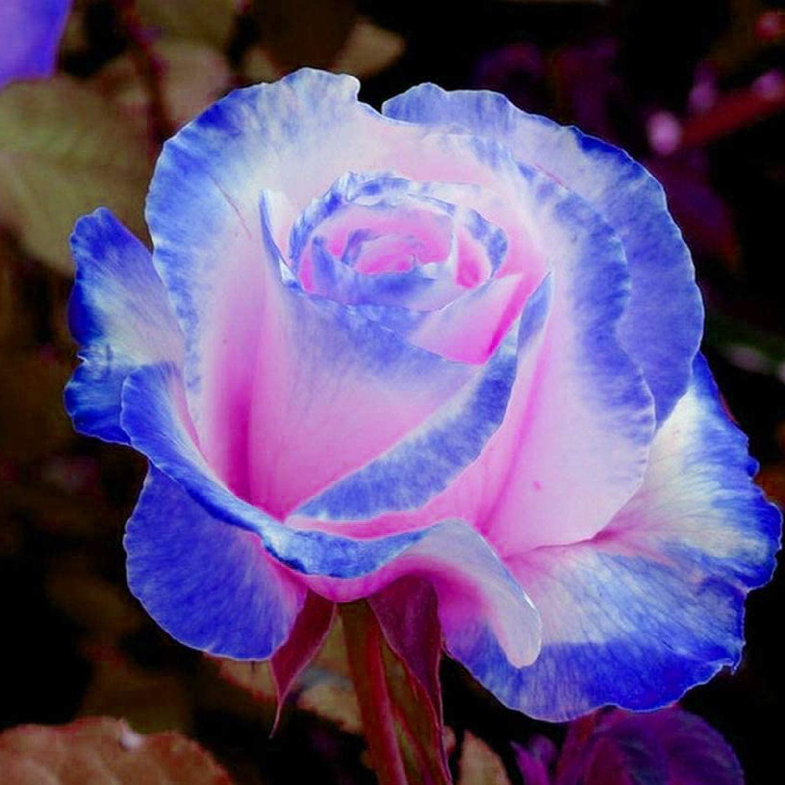 100 Stück/seltener Beutel Blau Rosa Rosensamen Duftpflanzen Blumen