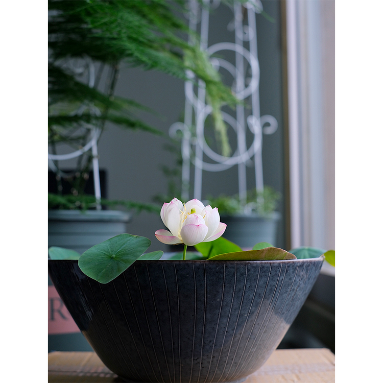 Bowl Lotus: Zen durch Blüten umarmen