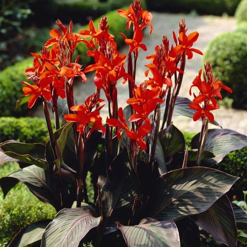 Canna Lily Blumensamen, mehrjährige, schöne BonsaiPflanze