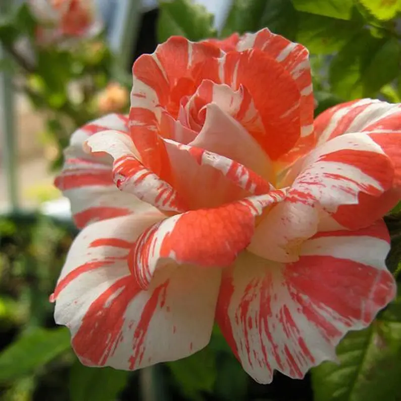 Orange-weiße Rosensamen