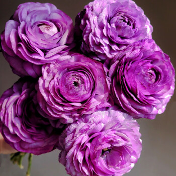 花毛茛苗价格报价行情- 京东