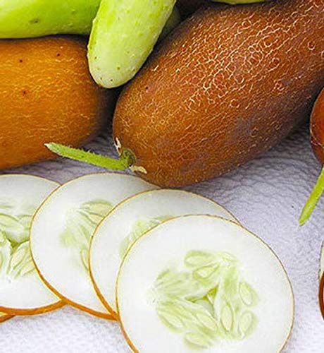 Amazon.com : Poona Kheera CUCUMBER SEEDS -OPEN-POLLINATED-Organic Non-GMO -Cucumis sativus (25 seeds) : Patio, Lawn & Garden