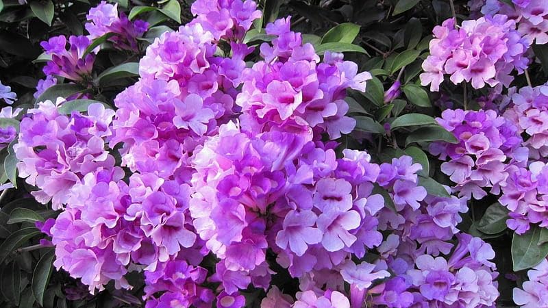 GreenPoint Garlic Creeper Mansoa Alliacea Flower Vine Live Plant Purple  Colour Flower,Healthy Live Plant And well Packed Pack of 1. : Amazon.in:  Garden & Outdoors