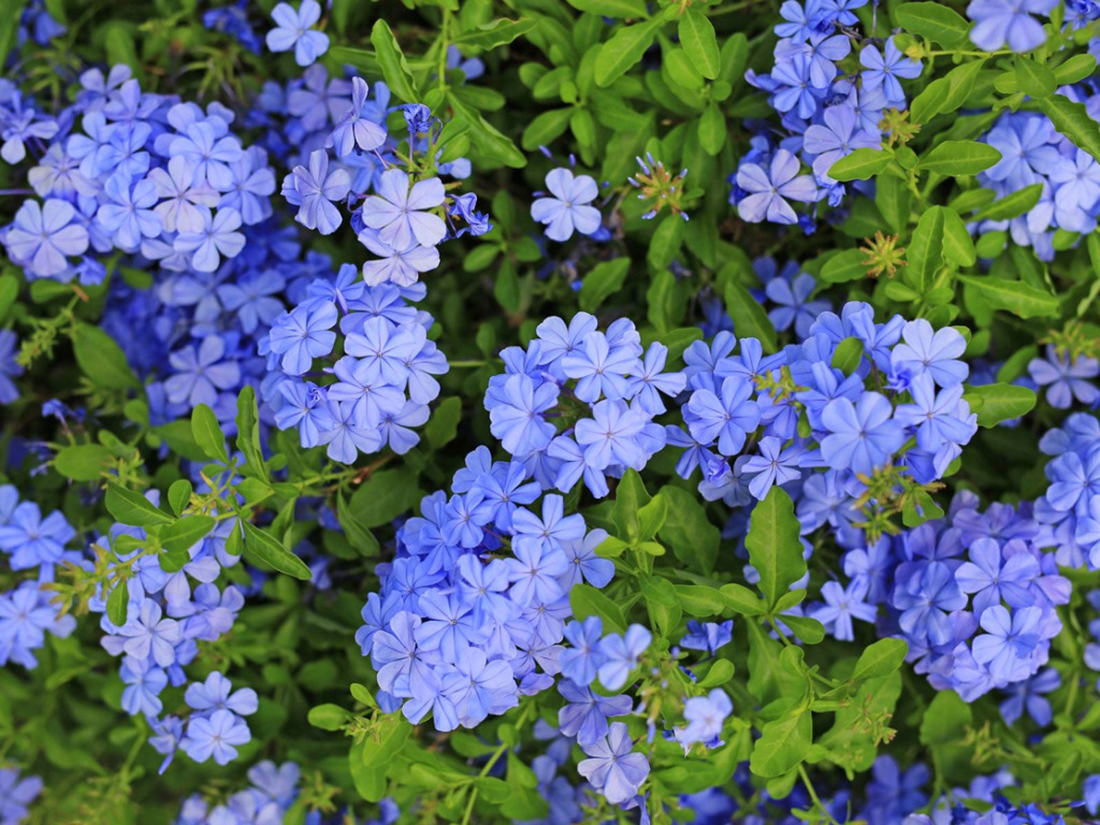 Plumbago Care: Where And How To Grow A Plumbago Plant | Gardening Know How