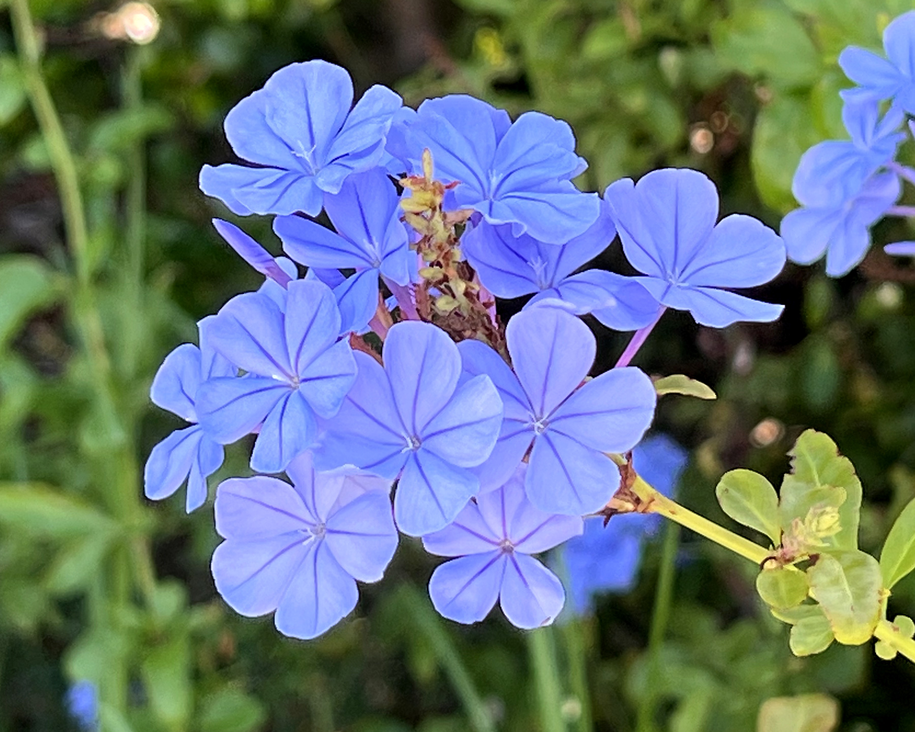 Plumbago auriculata | GardensOnline