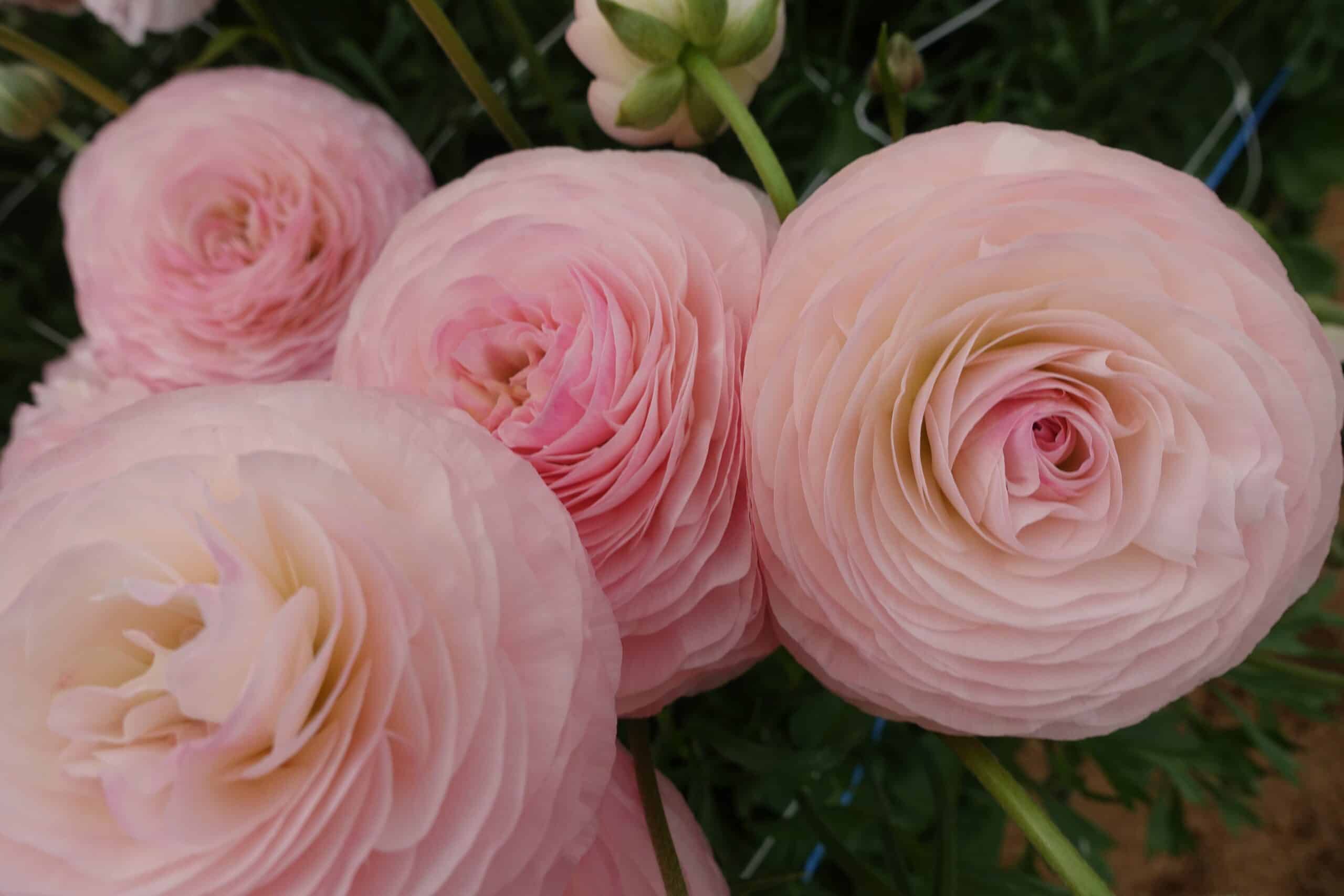 Ranunculus Romance&trade; Seine&reg; - Green Works - Specialist in Ranunculus