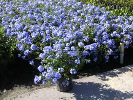 Plumbago Imperial Blue Flowering Shrub With Blue Flowers |  canoeracing.org.uk
