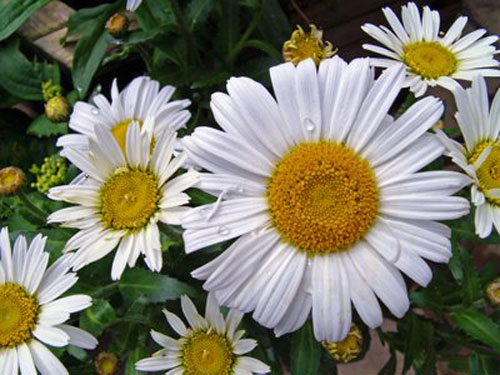 Benefits of Pyrethrum | Powerstown Allotments