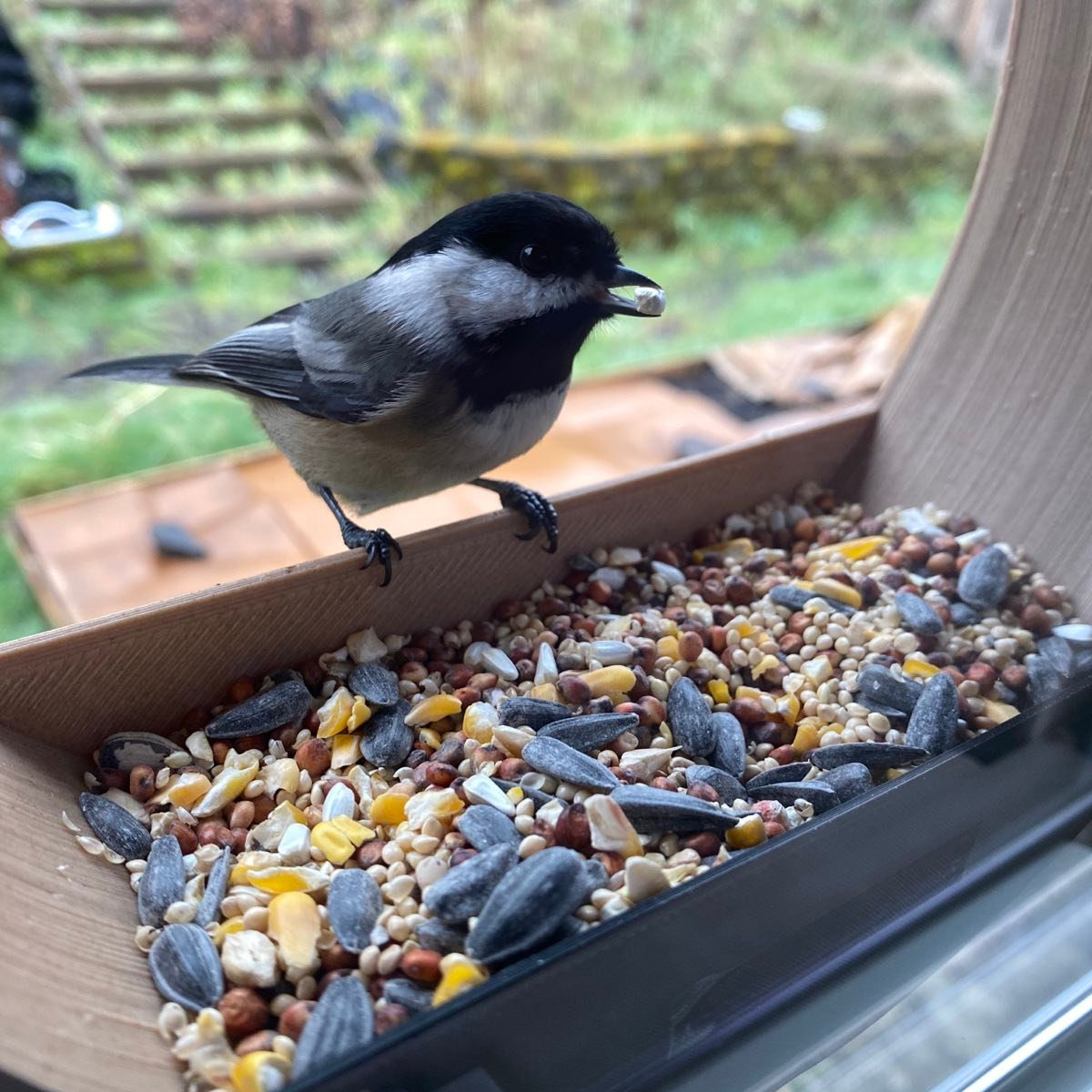 Window Bird Feeder House 