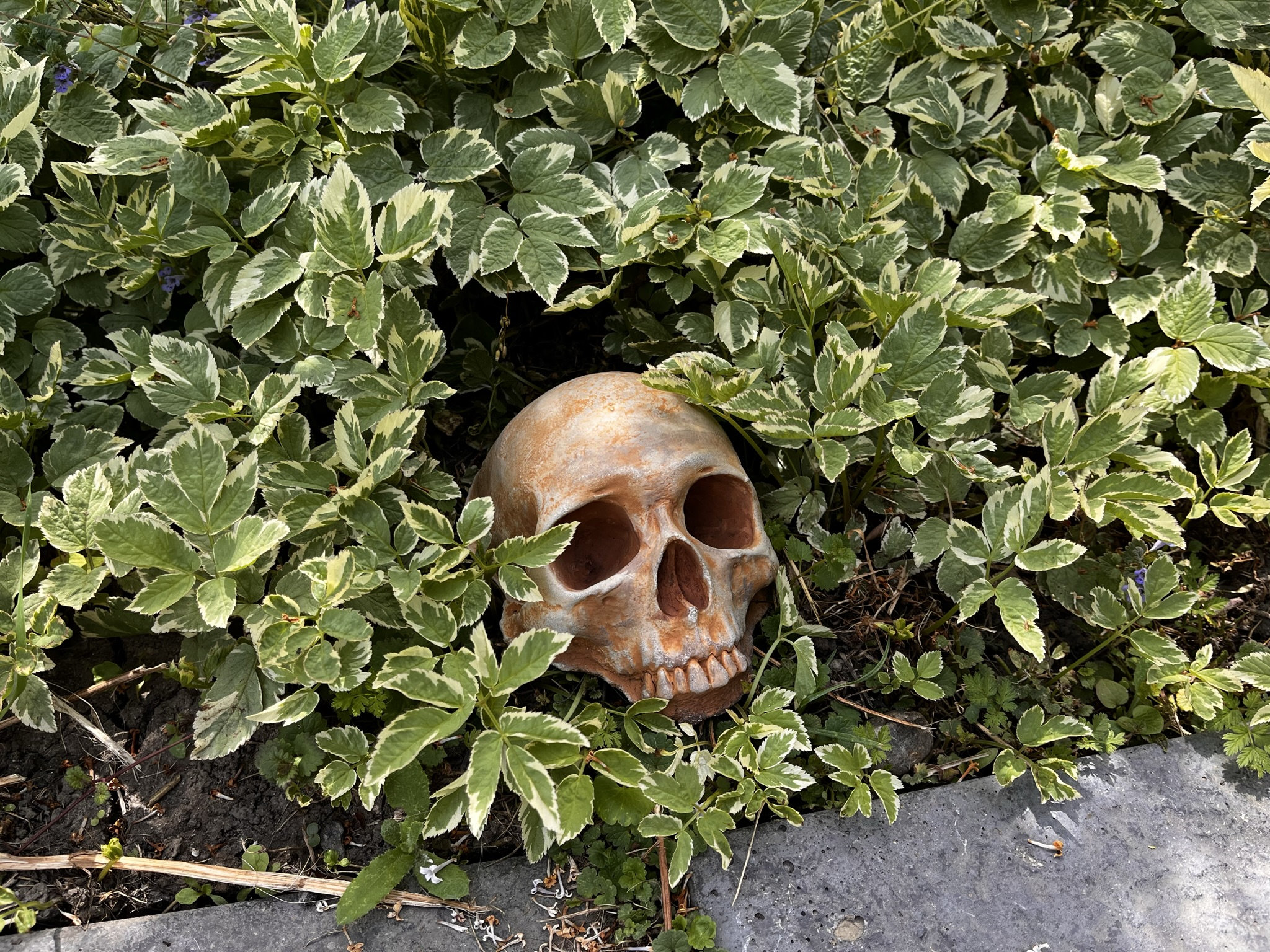 Creepy Garden Decor, Garden Skull
