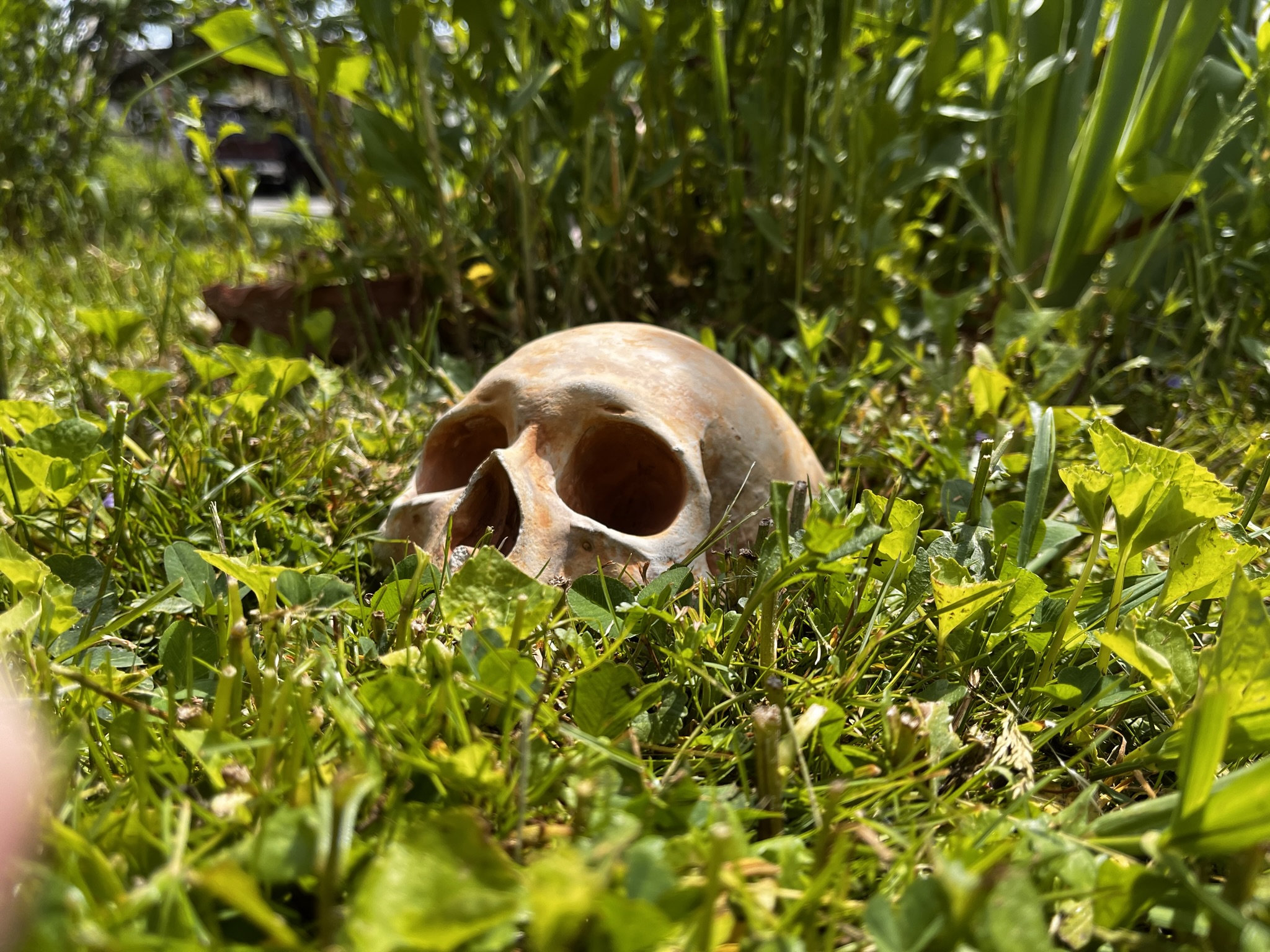 Creepy Garden Decor, Garden Skull