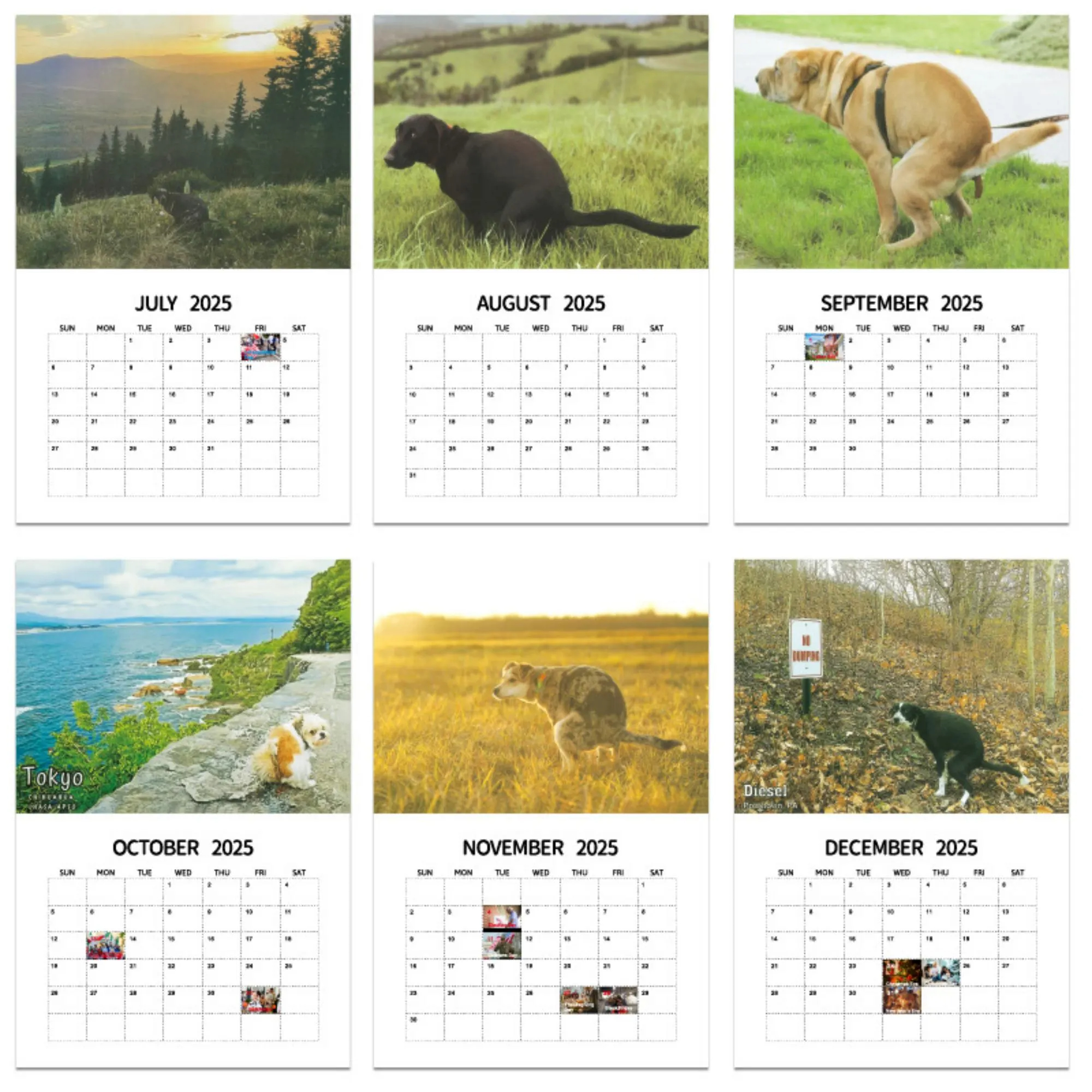 ✨ 2025 Wall Calendar - 12 Monthly Pooping Moments ✨