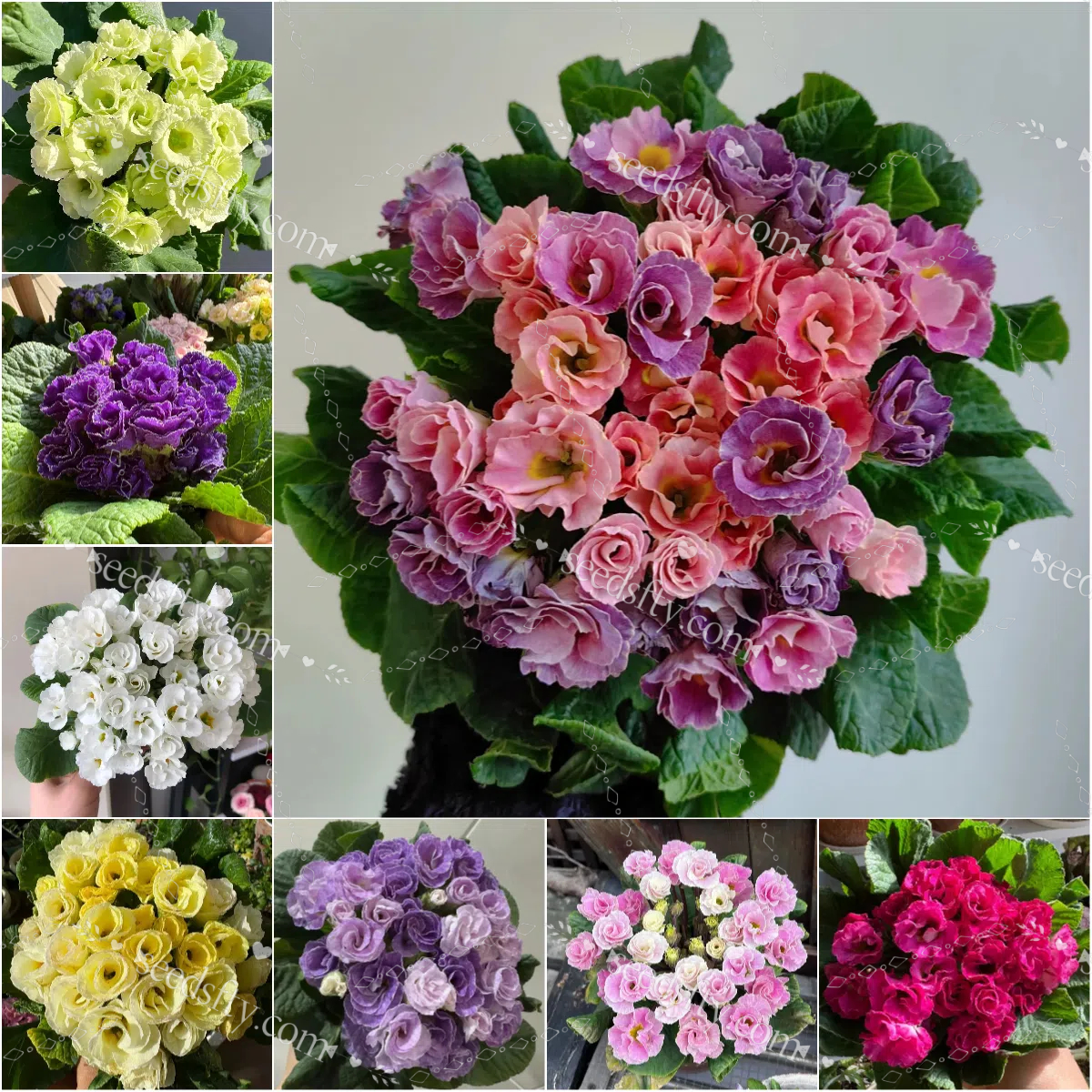 🌺 Rose Primrose Seeds: Early Spring Elegance