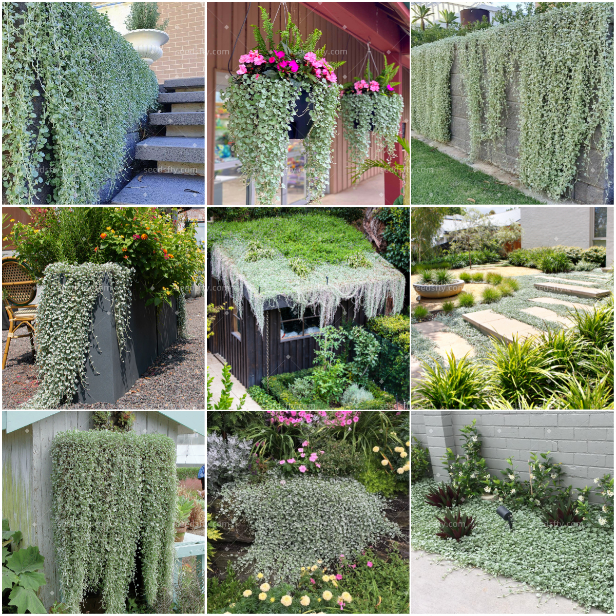 🌿Versatile Use🏡Silver Falls Dichondra Seeds