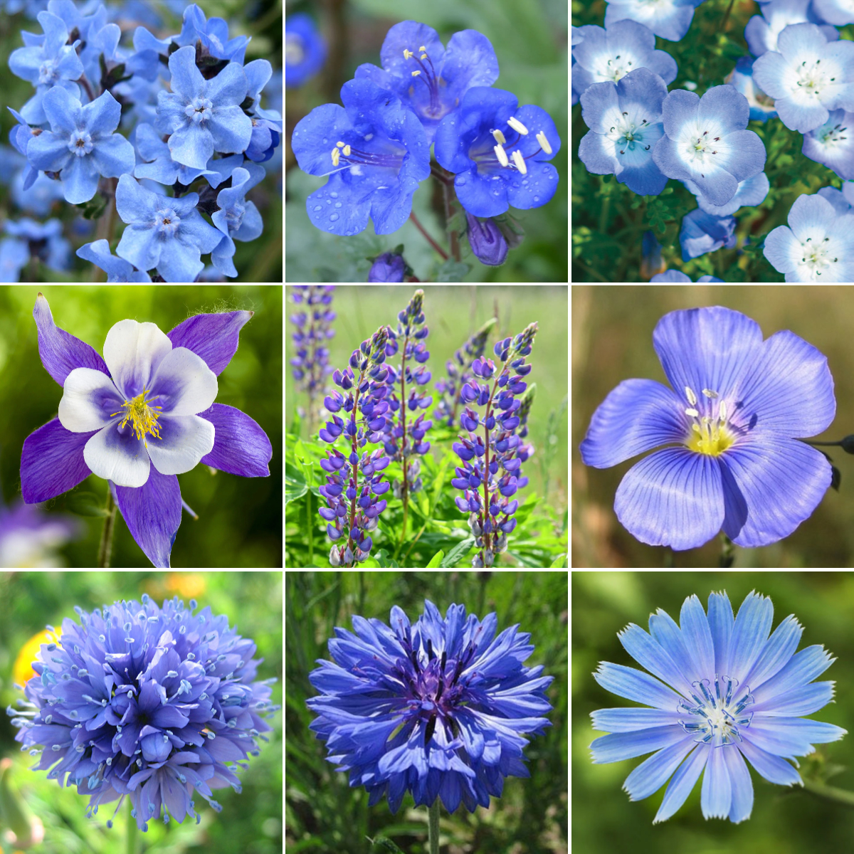 🔥2024 NEW💙💙Exclusive Blue Wildflower Seed Mix
