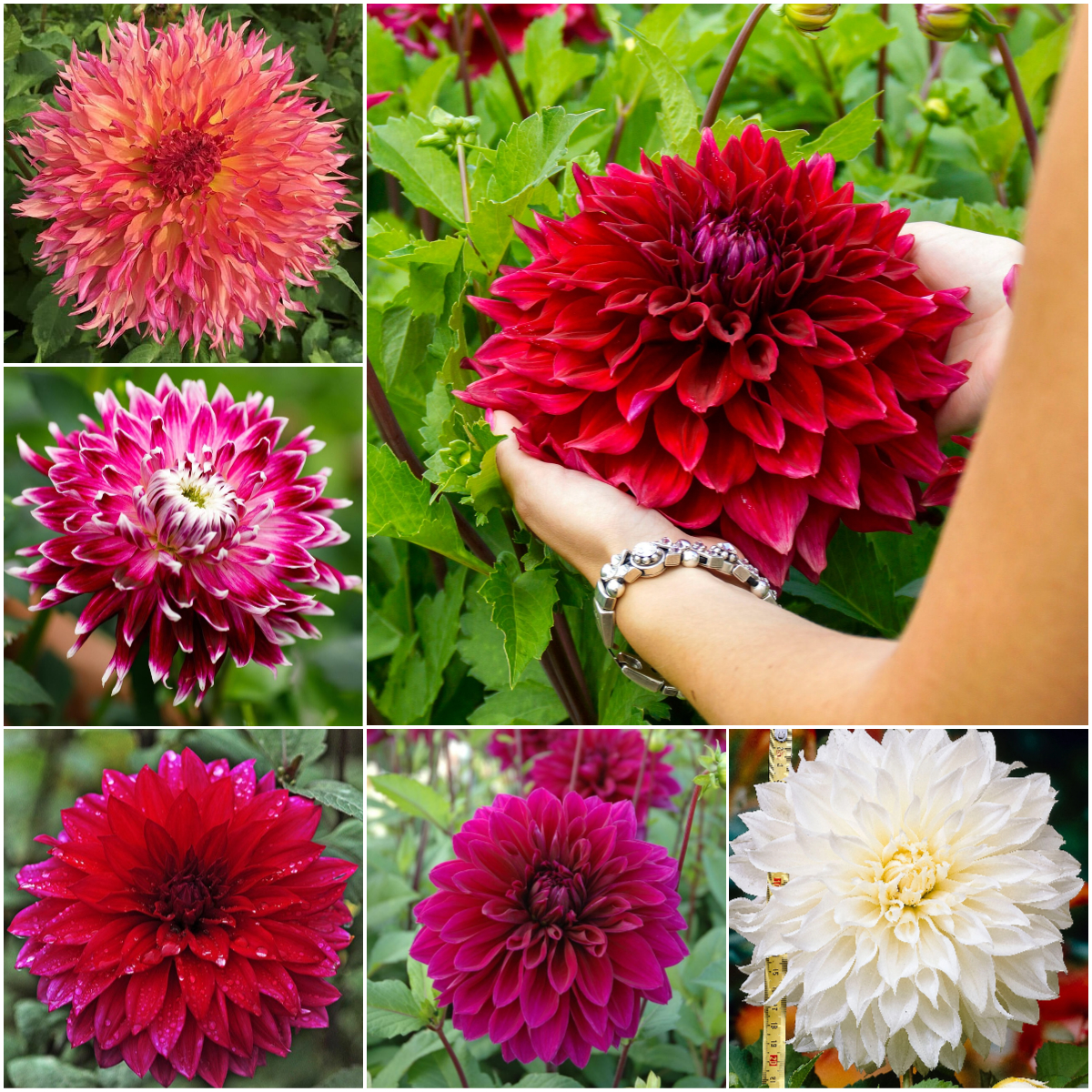 🔥Selected Large-flowered Varieties🌼Dahlia Seeds