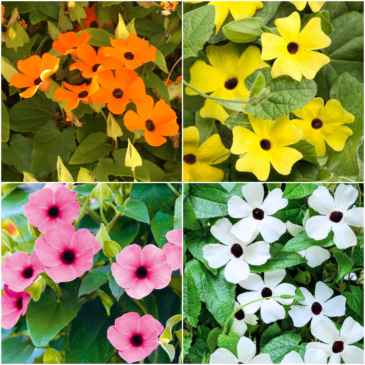 🌼✨Black Eyed Susan Vine Seeds