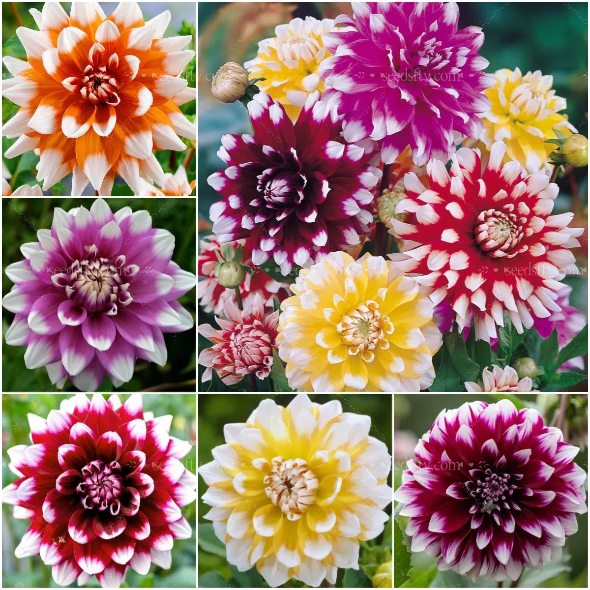 🌼Bicolour Dinnerplate Dahlia Seeds – Stunning Dual-Coloured Blooms