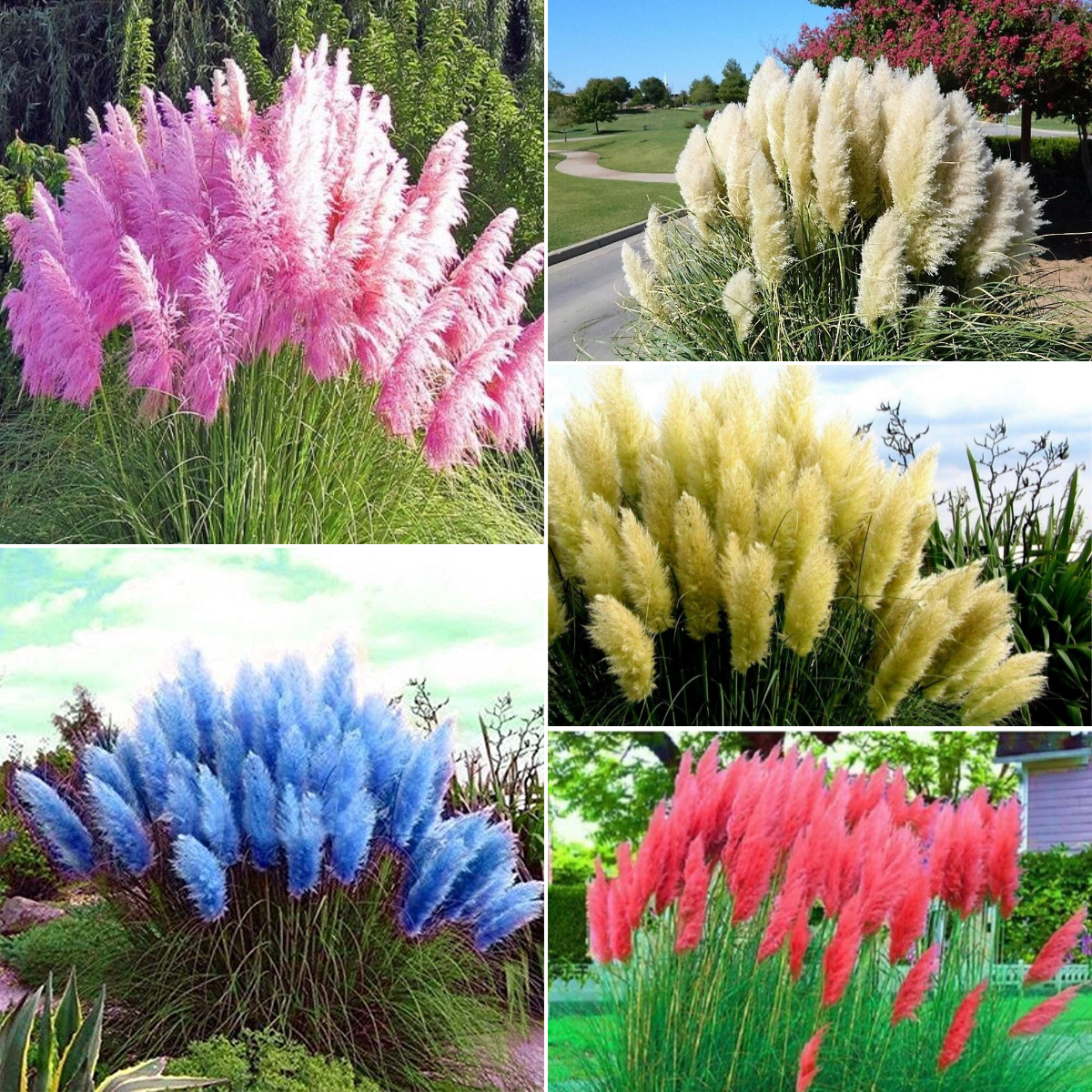 ✨Garden Favorite🌾Perennial Pampas Ornamental Grass Seeds