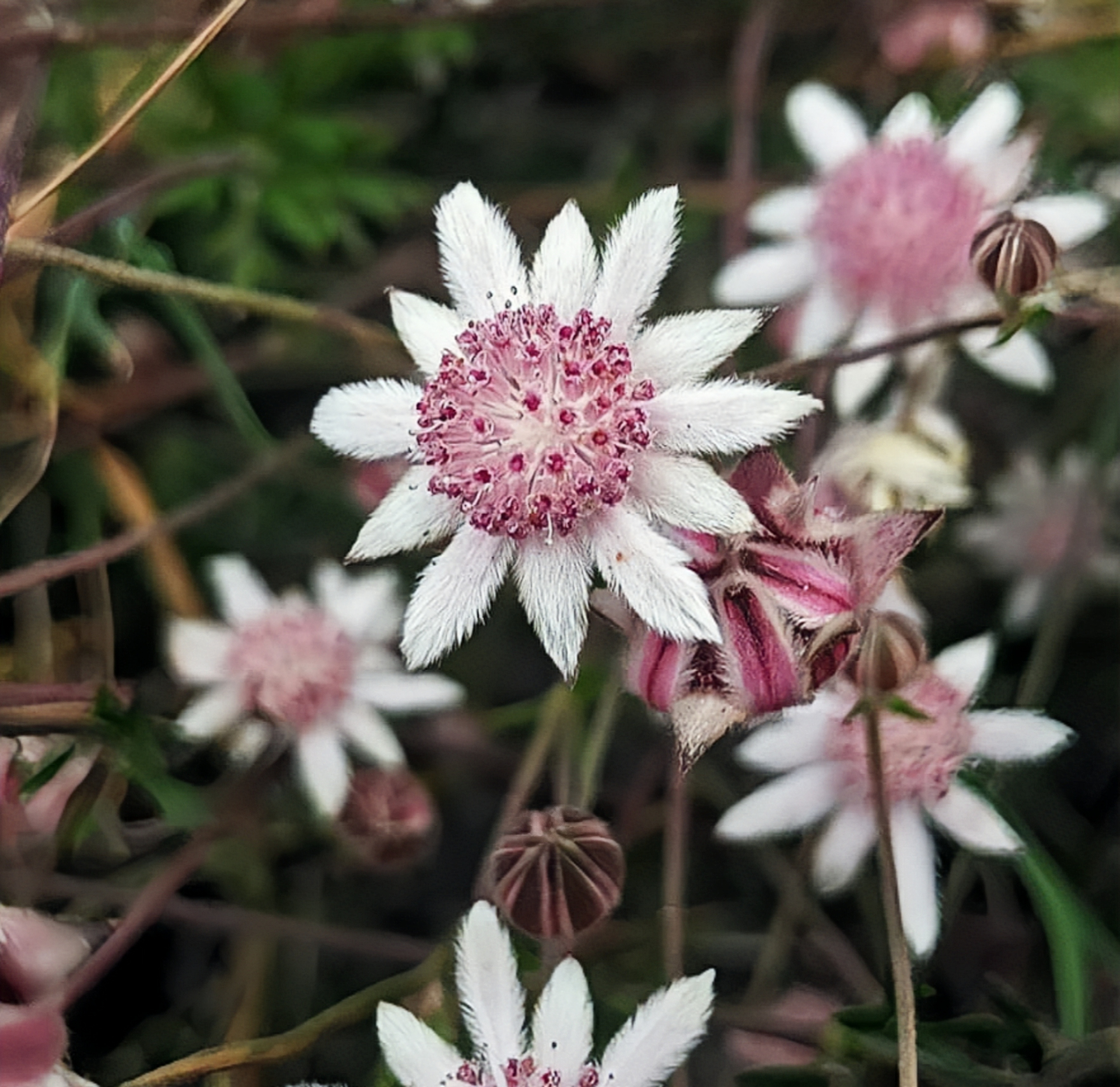 Pink Flannel Flower🎉🎉LAST DAY 50% OFF