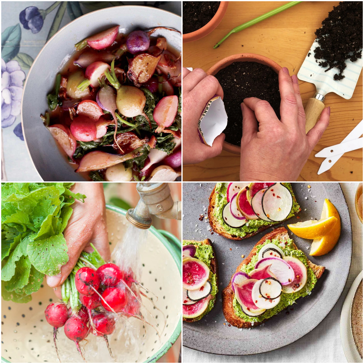 🔥Spring Hot Sale😋Cherry Belle Radish Seeds