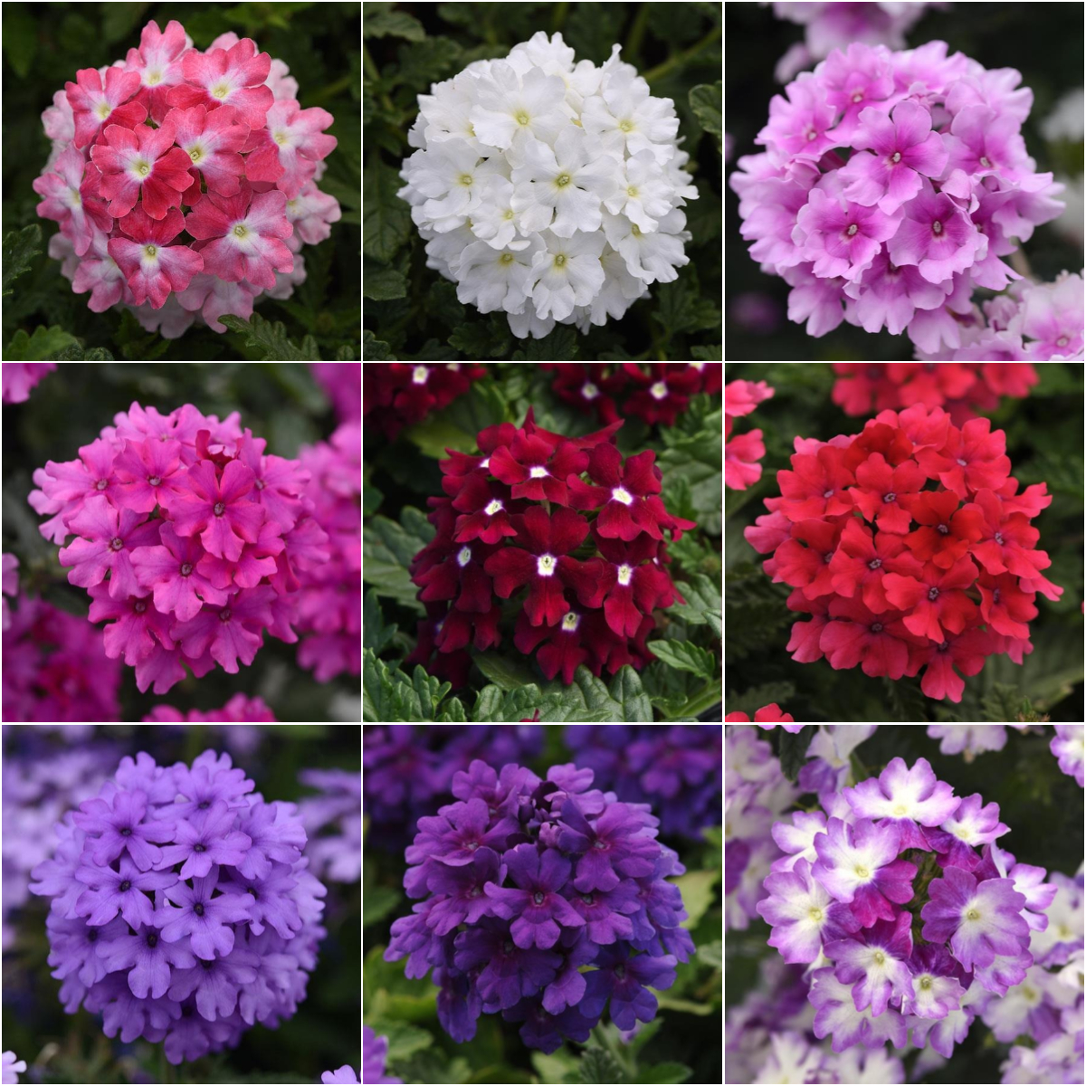 💜 Verbena Peruviana Seeds – Vivid Ground Cover for Your Garden