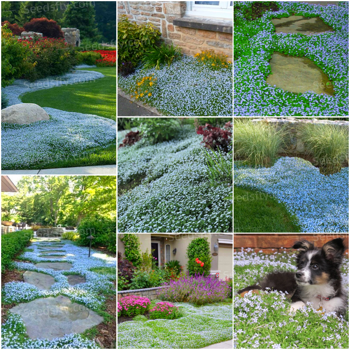 🩵Ideal Lawn Substitute🏡Blue Star Creeper Seeds