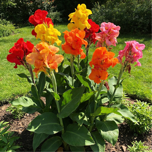🌺 Giant Cannas Mixed Bulbs – Transform Your Garden into a Tropical Paradise! 