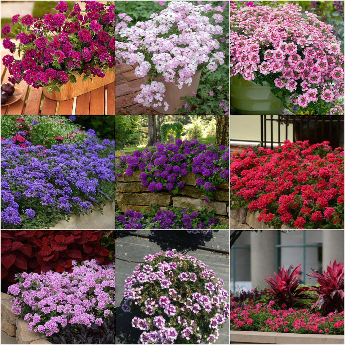 💜 Verbena Peruviana Seeds – Vivid Ground Cover for Your Garden