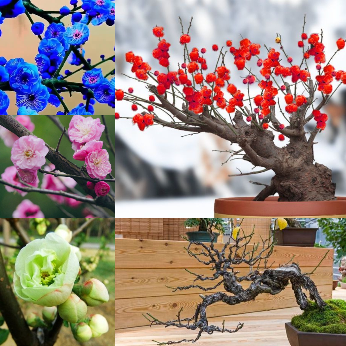🎉50% off❄️ 100 PCS Rare Wintersweet Seeds Bonsai Garden 🤶🎄Christmas new products