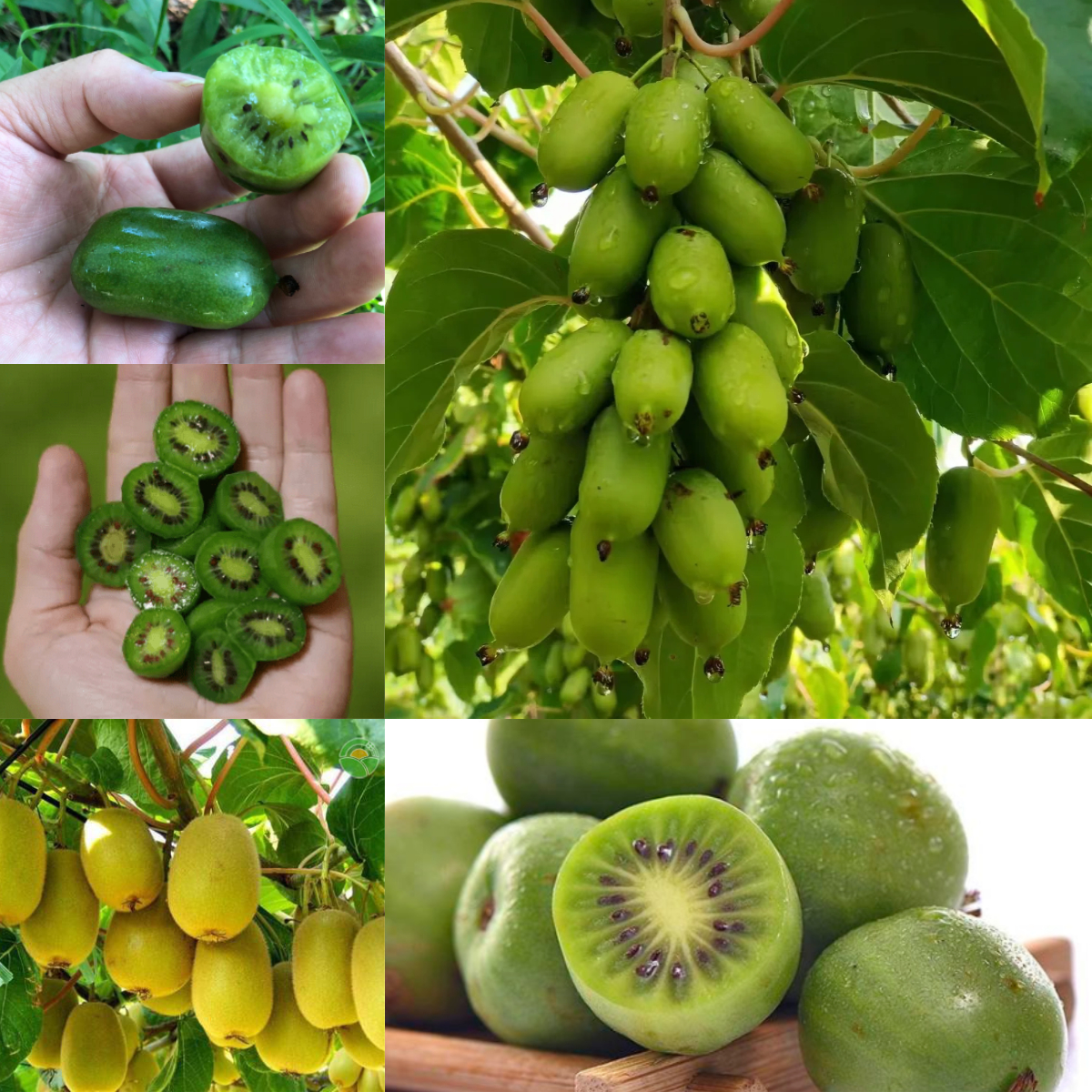 🥝Mini Soft Date Macaque Seeds