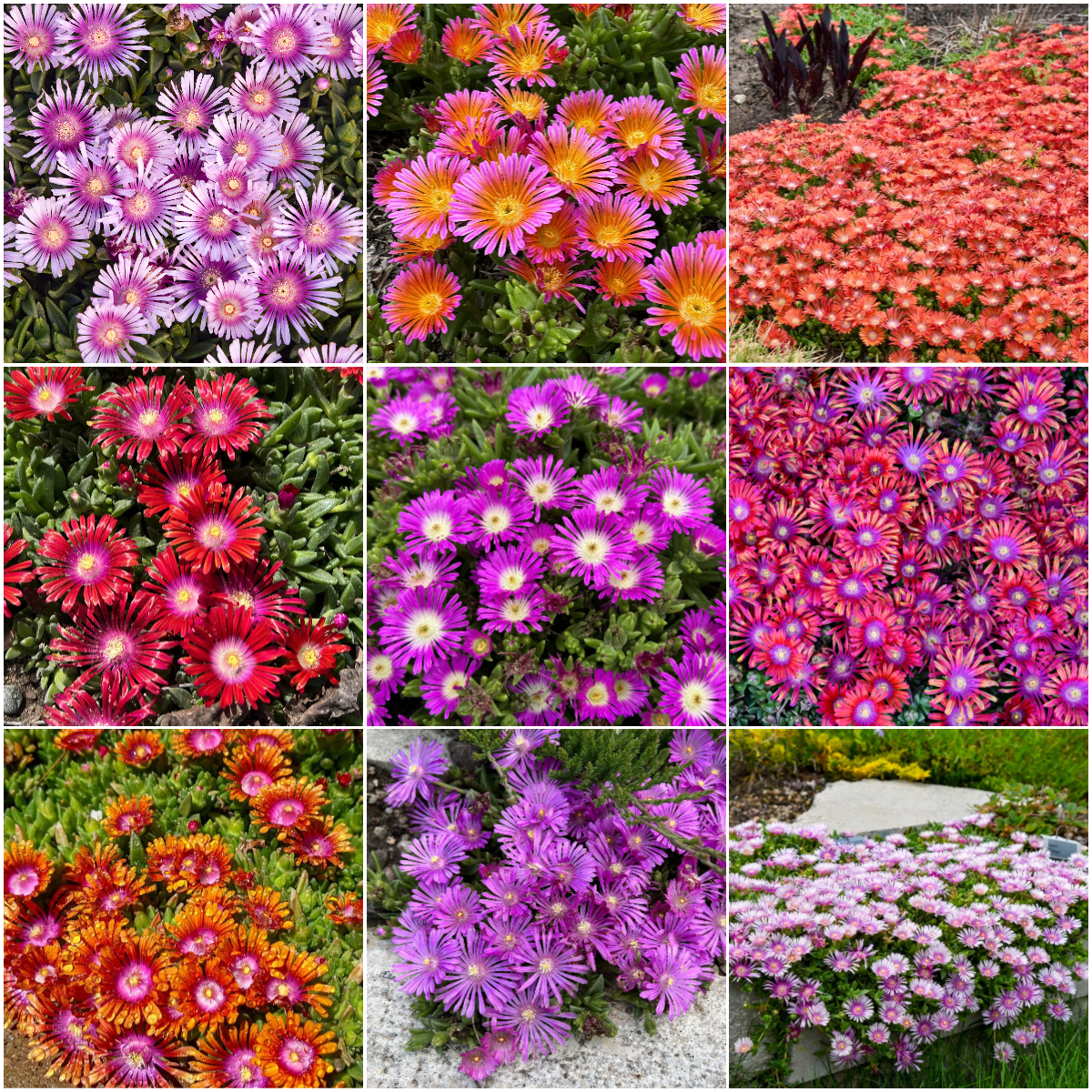 ✨ Premium Ice Plant Seeds – Fast-Growing & Heat-Resistant