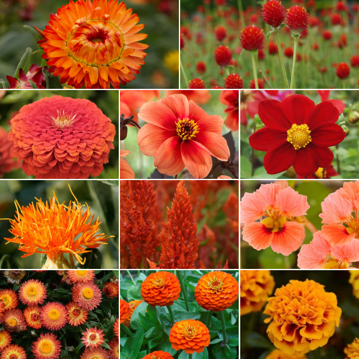 🧡🧡Exclusive Orange Flower Seed Mix