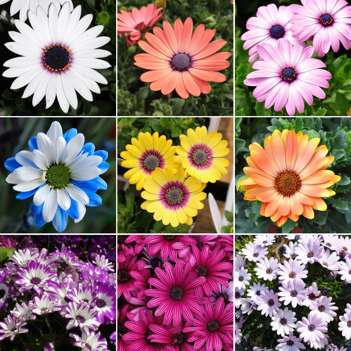 Daisy Flower Seeds, Marigold Mix Seeds, Osteospermum Seeds, 100pcs/pack