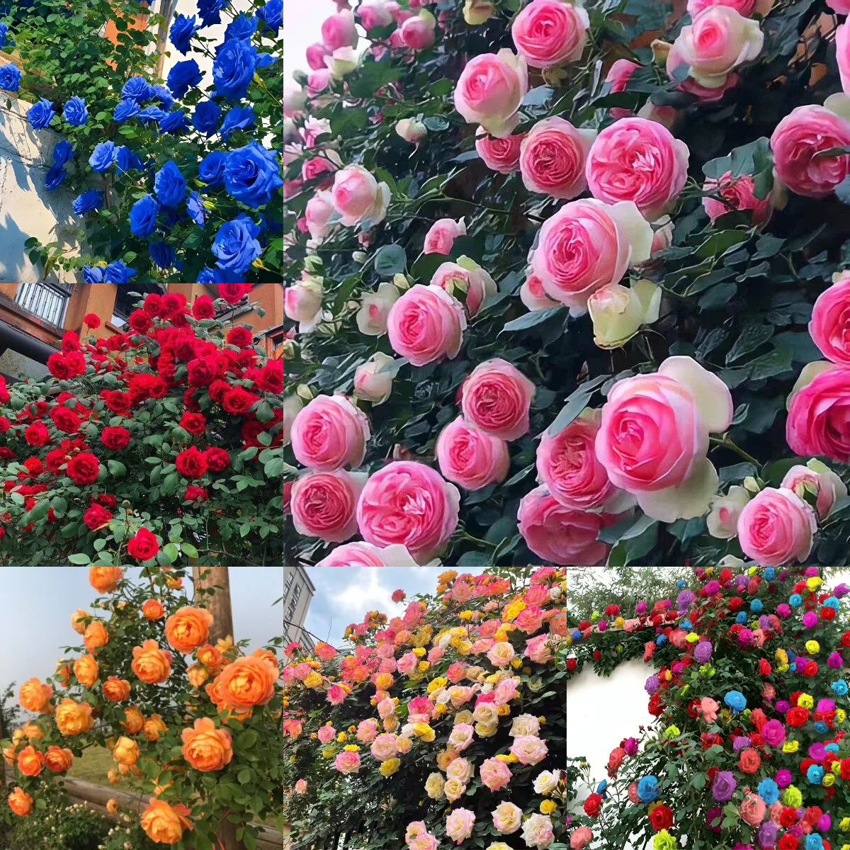 52% OFF✨100 Pcs Rare Climbing Rose Seeds🌹