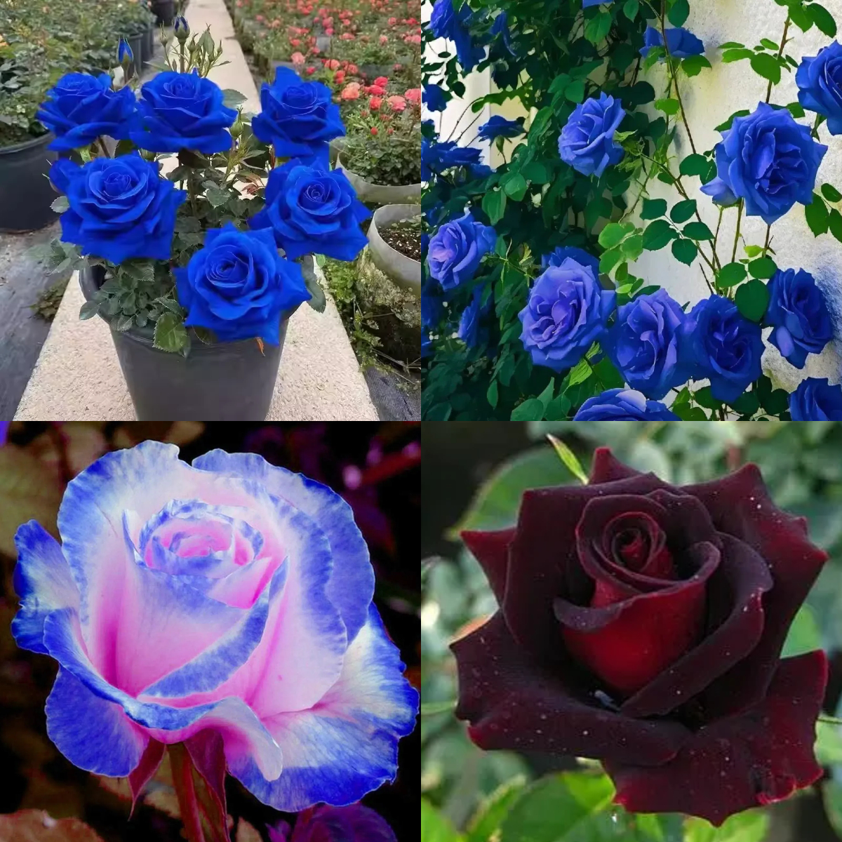 100 Pcs Blue Enchantress Mix Rose Seeds💙53% OFF🎉