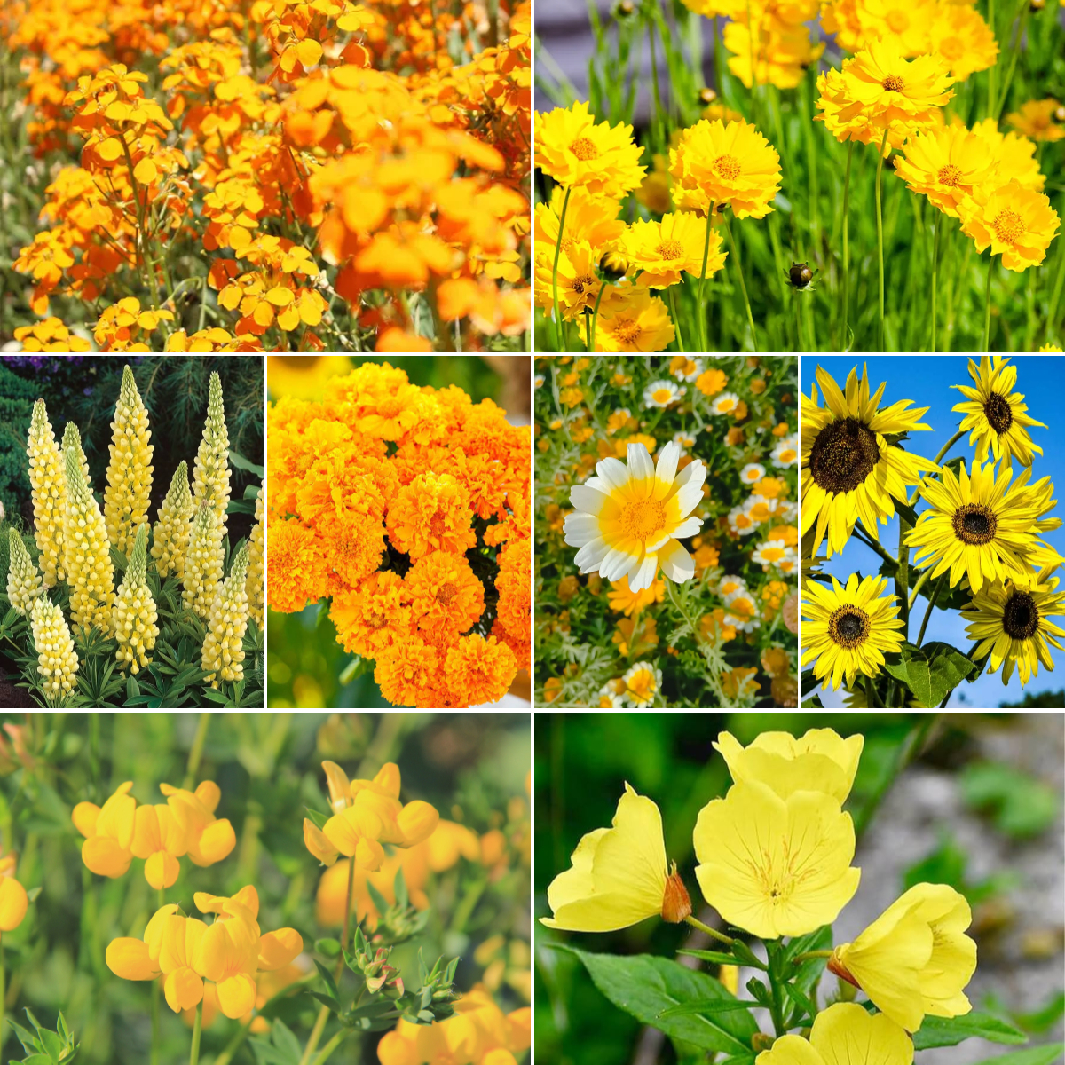 💛💛Exclusive Yellow Flower Seed Mix