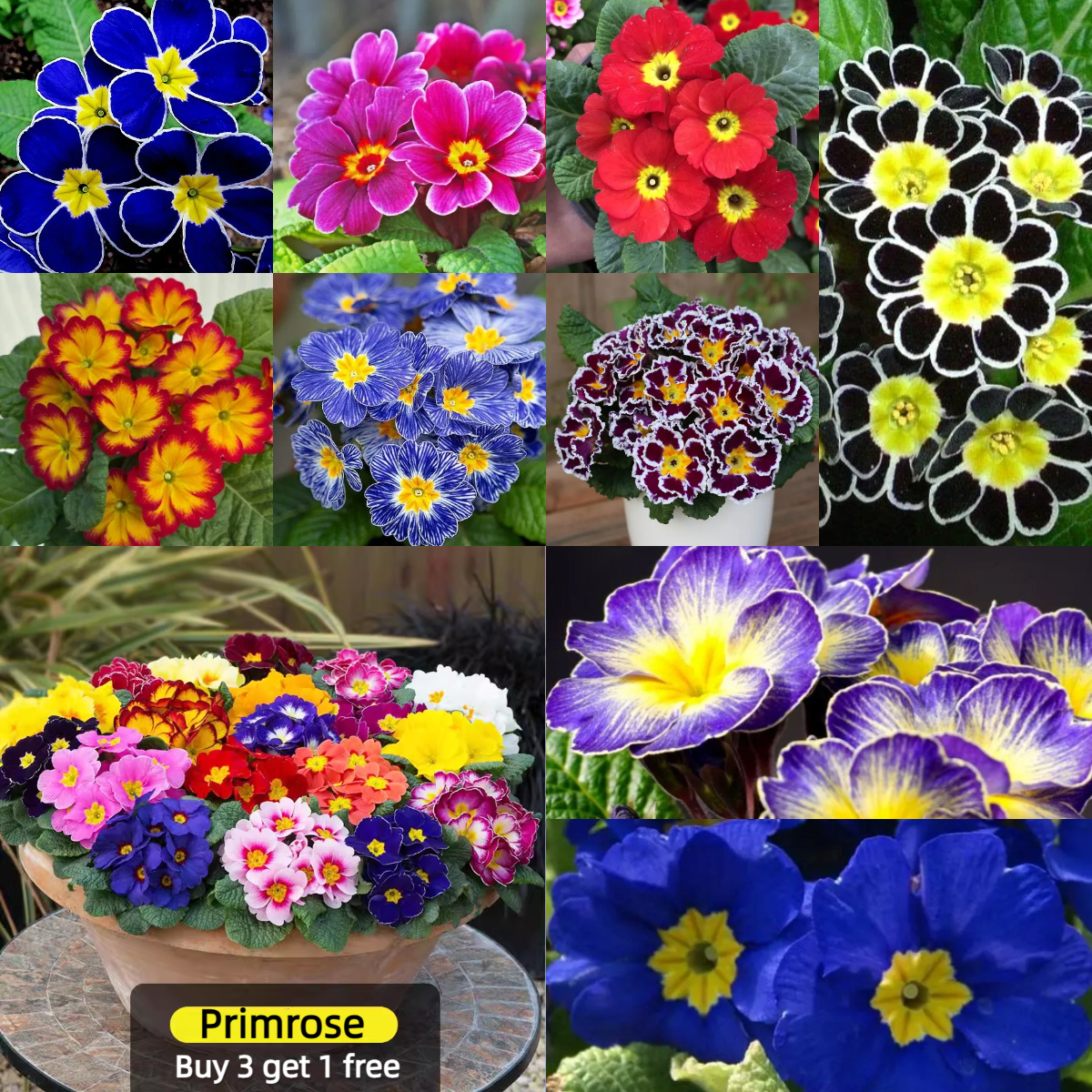 🔥56% OFF💜Primula seeds and cabbage seeds can be planted in all seasons