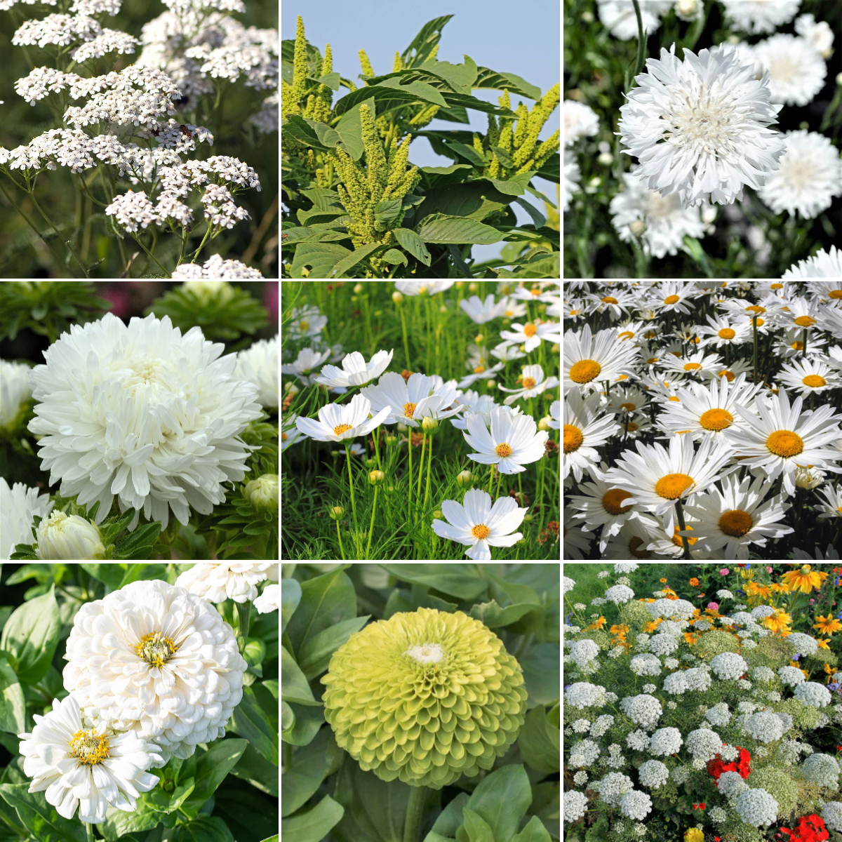 💚🤍Exclusive Green White Flower Seed Mix