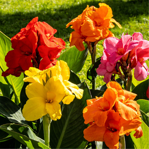 🌺 Giant Cannas Mixed Bulbs – Transform Your Garden into a Tropical Paradise! 